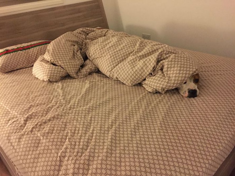 https://www.ipnoze.com/wordpress/wp-content/uploads/2020/05/chats-chiens-volent-place-lit-036.jpg