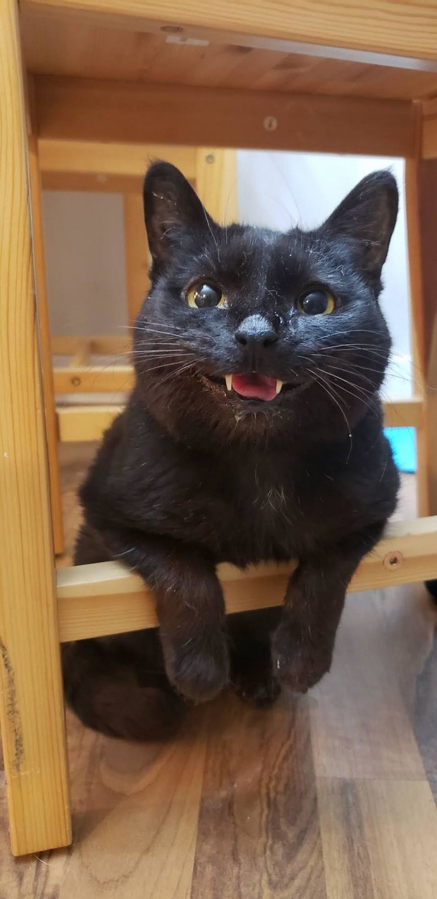 Ces humains sont fascinés par les dents de leurs chats et voici les 22 meilleures photos