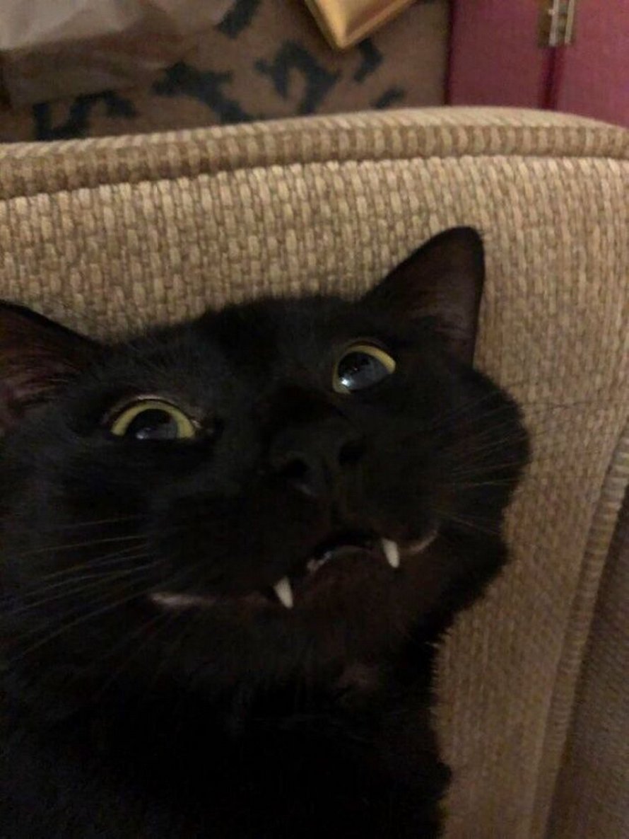 Ces Humains Sont Fascines Par Les Dents De Leurs Chats Et Voici Les 22 Meilleures Photos Ipnoze