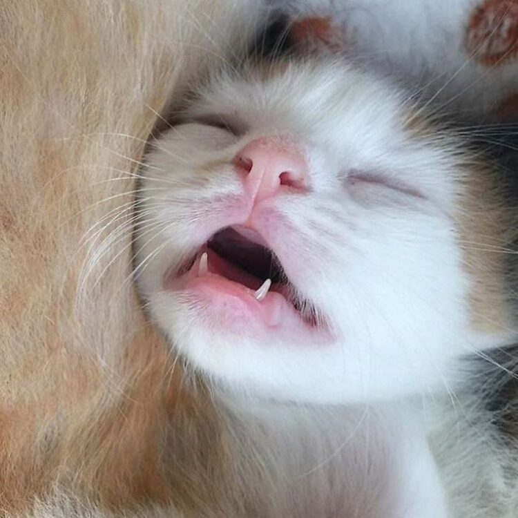 Ces humains sont fascinés par les dents de leurs chats et voici les 22 meilleures photos ipnoze