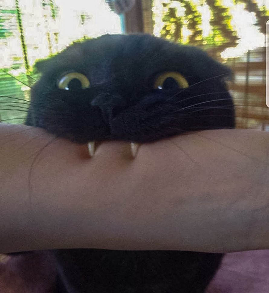 Ces humains sont fascinés par les dents de leurs chats et voici les 22 meilleures photos