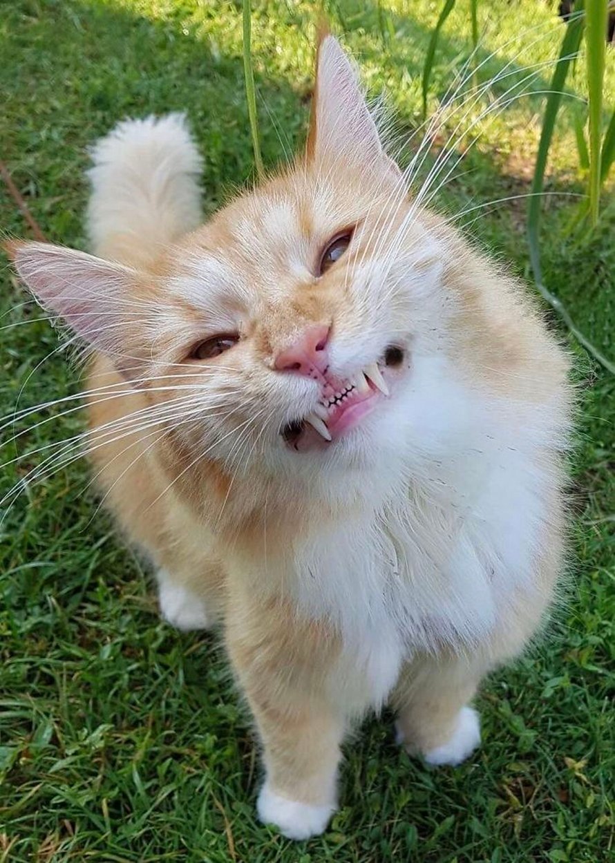 Ces humains sont fascinés par les dents de leurs chats et voici les 22 meilleures photos