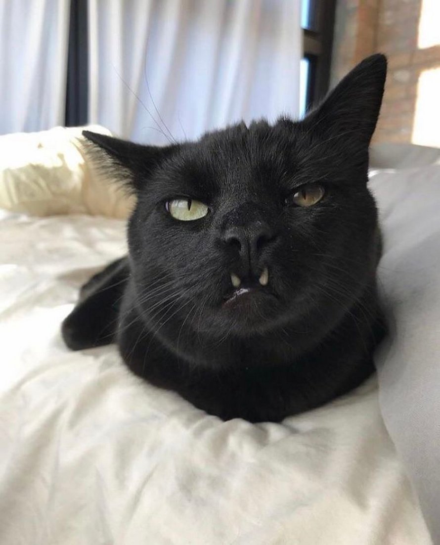 Ces humains sont fascinés par les dents de leurs chats et voici les 22 meilleures photos