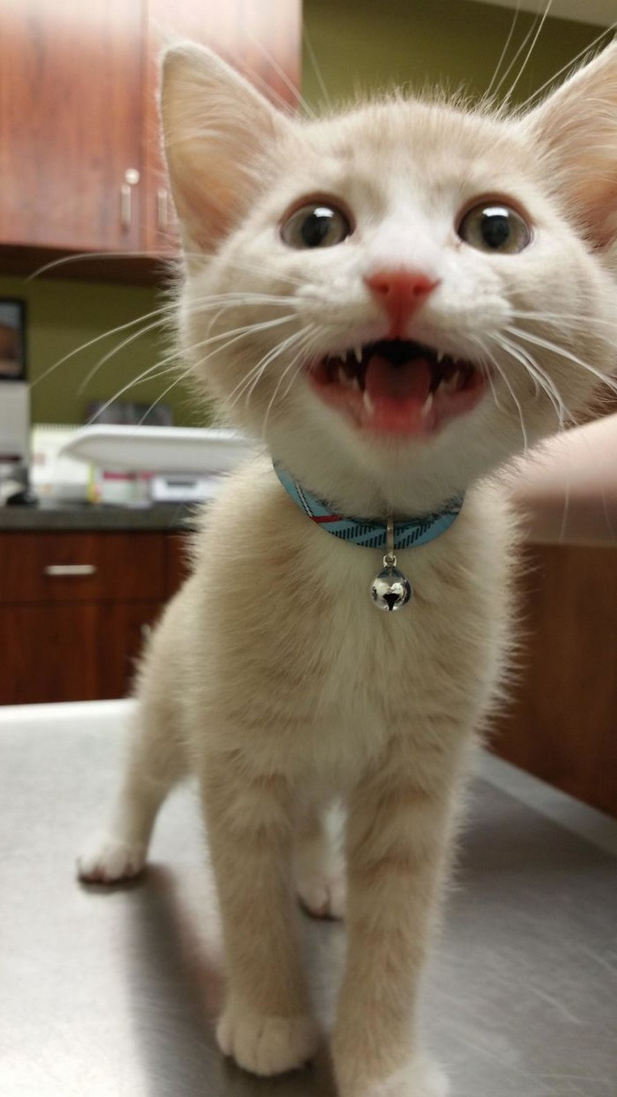 Ces humains sont fascinés par les dents de leurs chats et voici les 22 meilleures photos