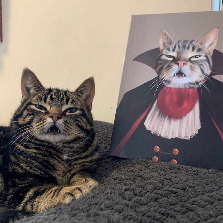 Ces humains sont fascinés par les dents de leurs chats et voici les 22 meilleures photos