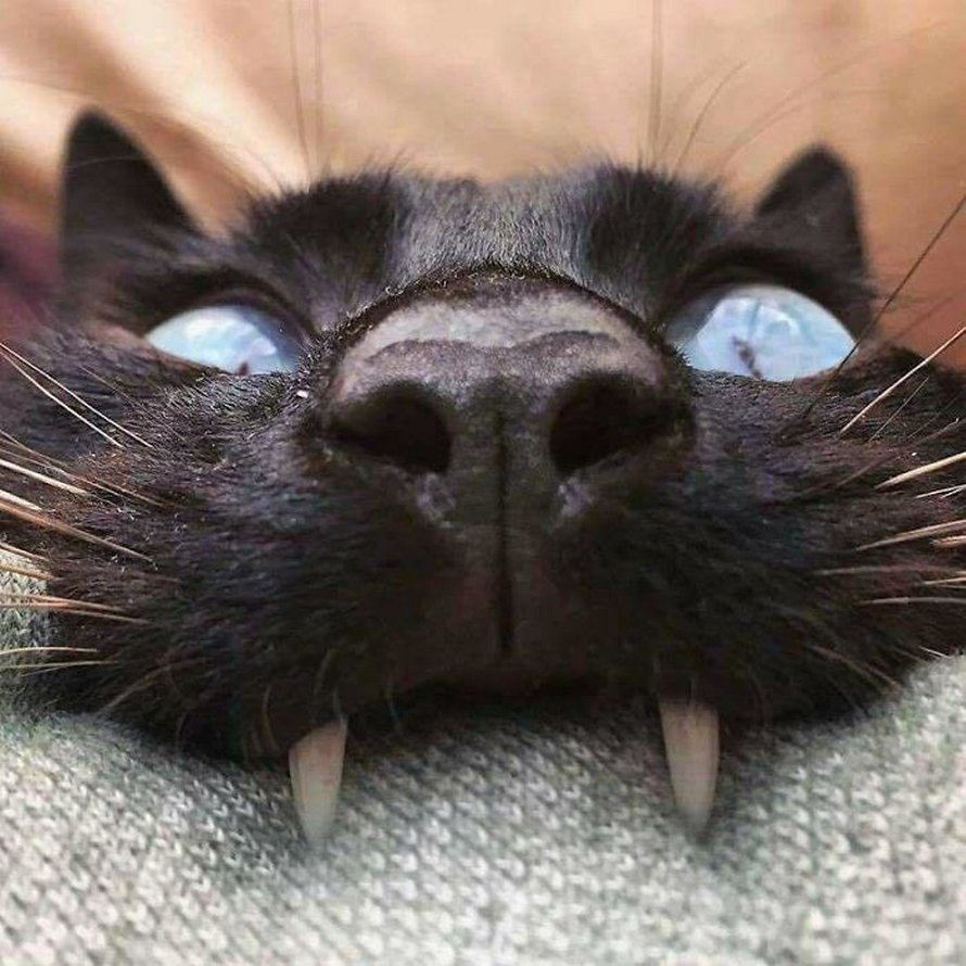 Ces humains sont fascinés par les dents de leurs chats et voici les 22 meilleures photos