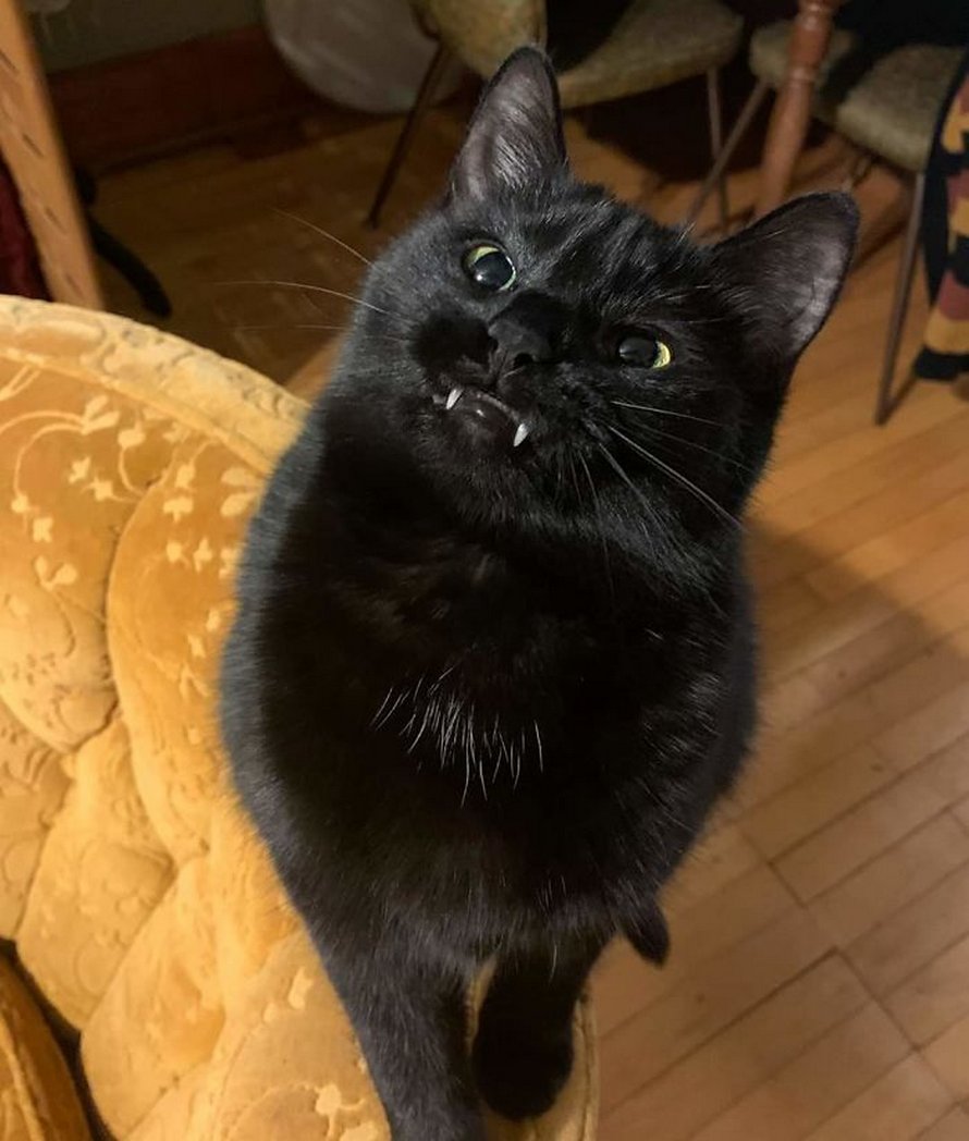 Ces humains sont fascinés par les dents de leurs chats et voici les 22 meilleures photos