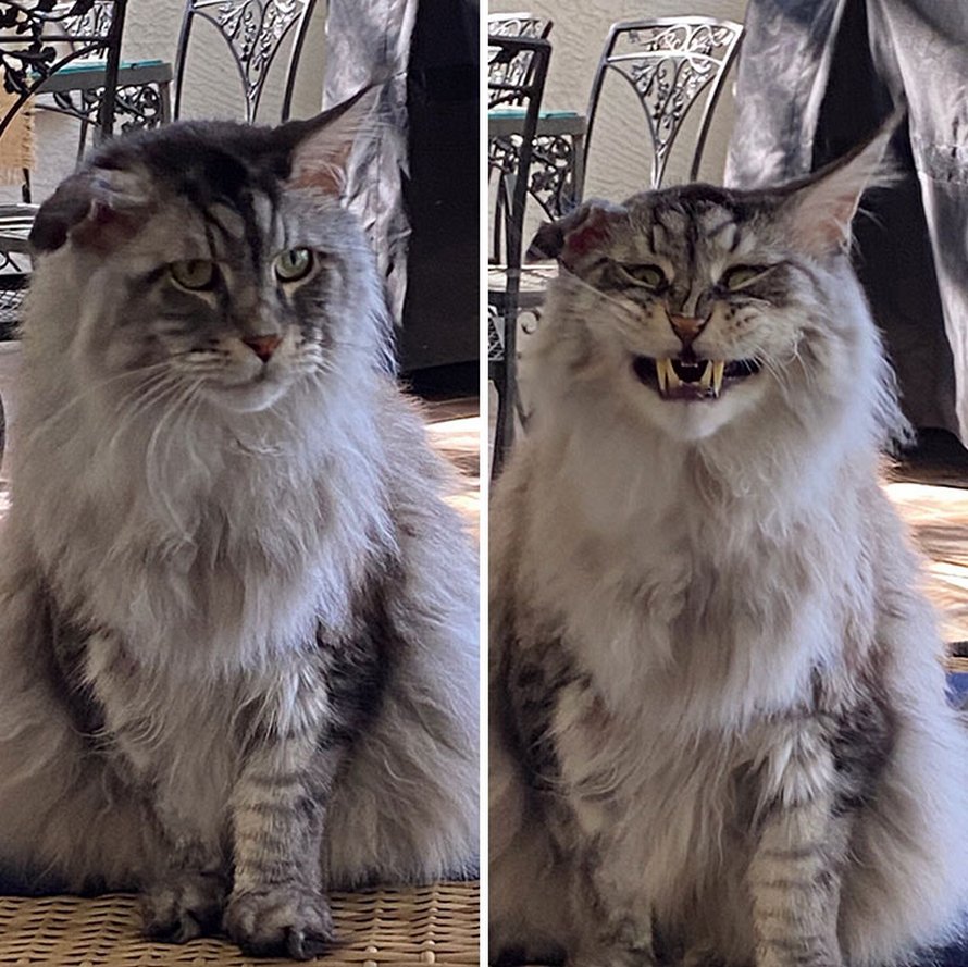 Ces humains sont fascinés par les dents de leurs chats et voici les 22 meilleures photos