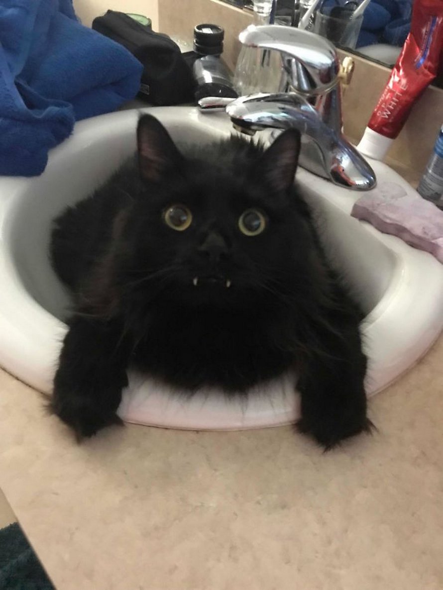 Ces humains sont fascinés par les dents de leurs chats et voici les 22 meilleures photos