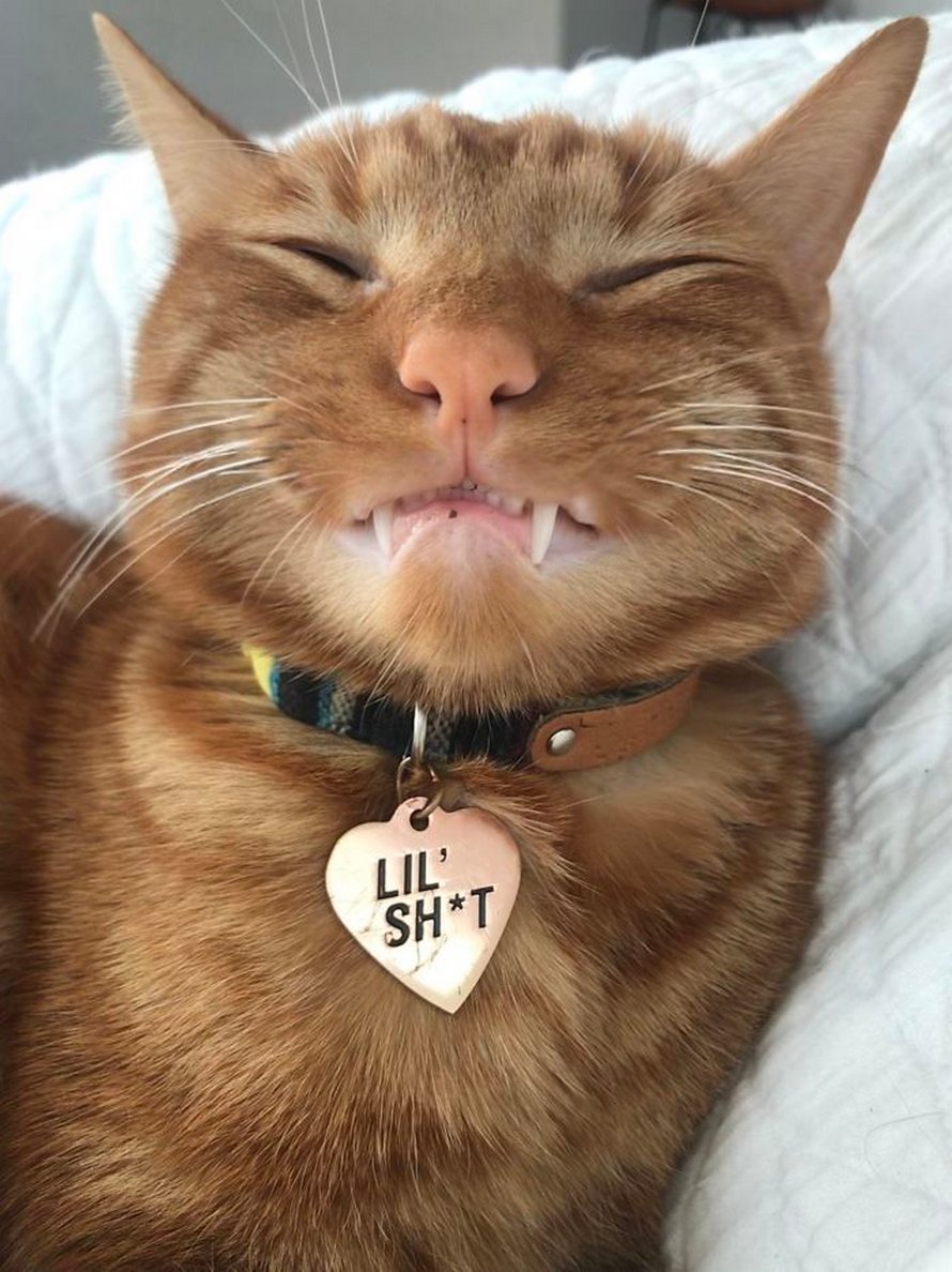 Ces humains sont fascinés par les dents de leurs chats et voici les 22 meilleures photos