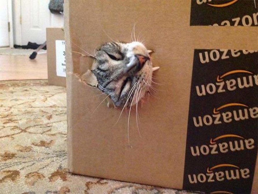 Ces humains sont fascinés par les dents de leurs chats et voici les 22 meilleures photos