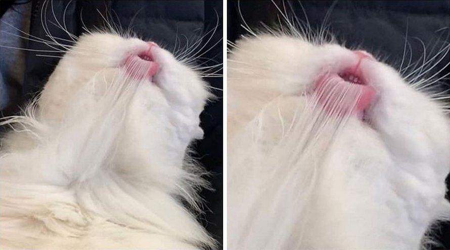 Ces humains sont fascinés par les dents de leurs chats et voici les 22 meilleures photos