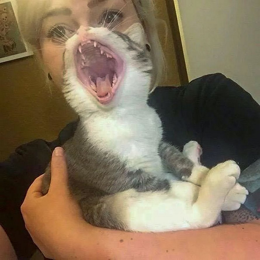 Ces humains sont fascinés par les dents de leurs chats et voici les 22 meilleures photos