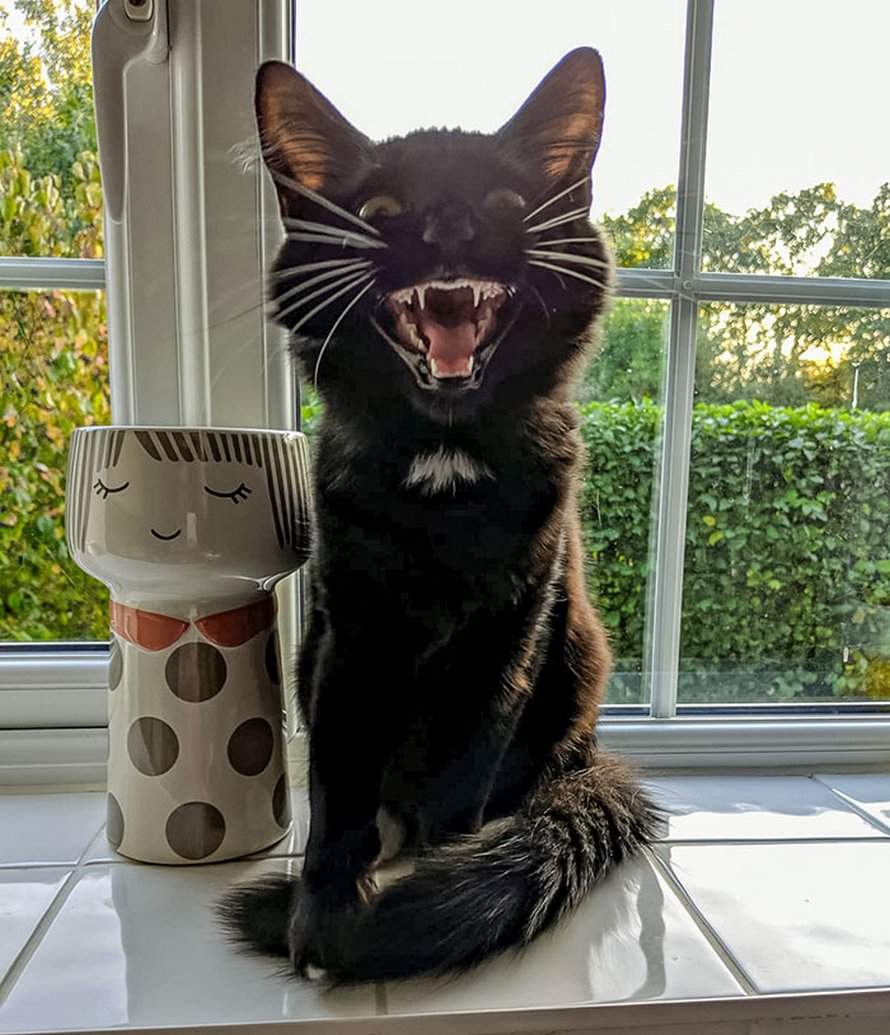 Ces Humains Sont Fascines Par Les Dents De Leurs Chats Et Voici Les 22 Meilleures Photos Ipnoze Ces Humains Sont Fascines Par Les Dents De Leurs Chats Et Voici Les 22 Meilleures Photos Ipnoze