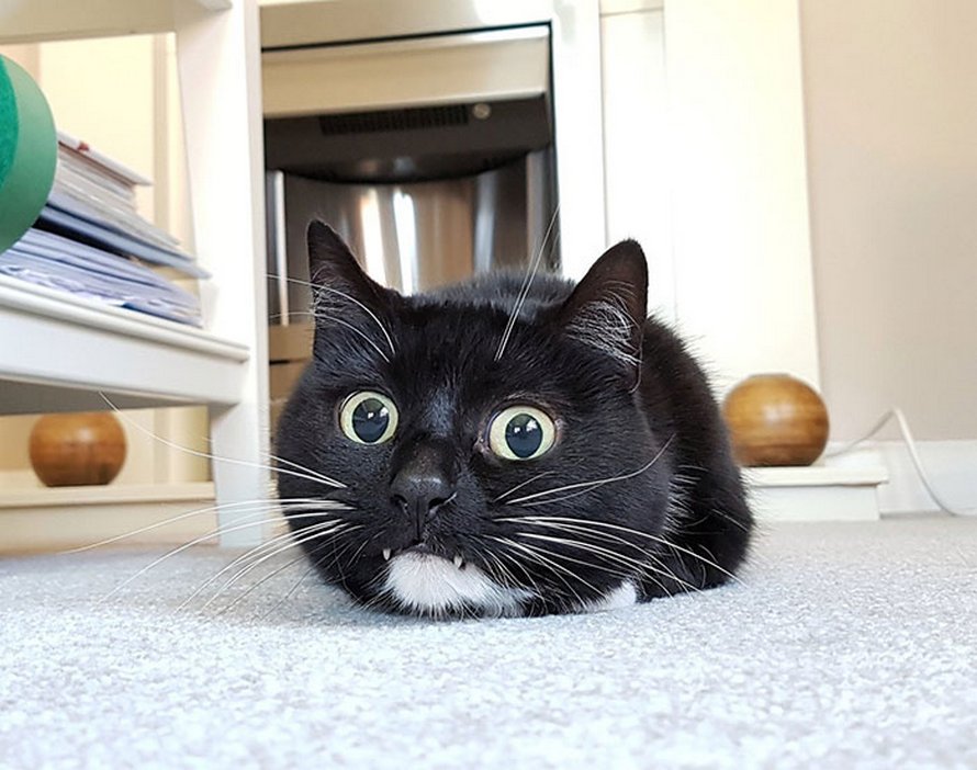 Ces humains sont fascinés par les dents de leurs chats et voici les 22 meilleures photos