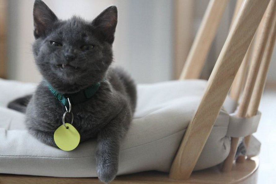 Ces humains sont fascinés par les dents de leurs chats et voici les 22 meilleures photos