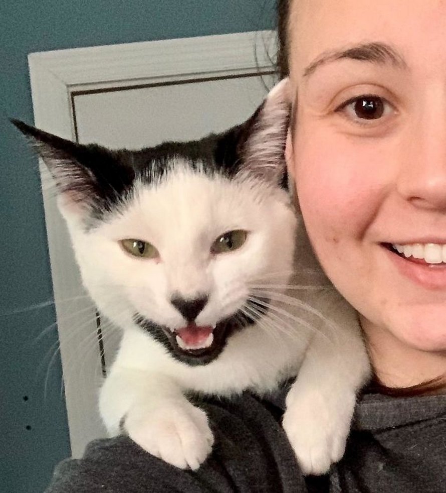 Ces humains sont fascinés par les dents de leurs chats et voici les 22 meilleures photos