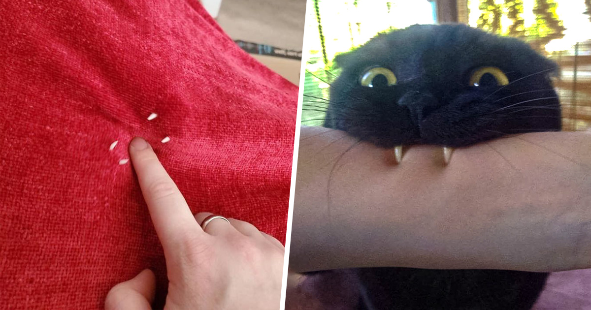 Ces Humains Sont Fascines Par Les Dents De Leurs Chats Et Voici Les 22 Meilleures Photos Ipnoze