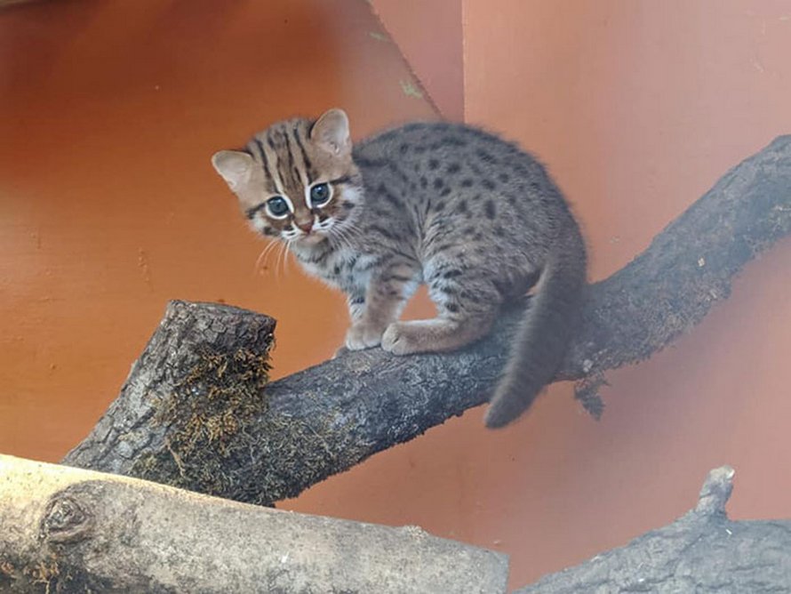 Un sanctuaire pour animaux non désirés a accueilli deux rares chats ...