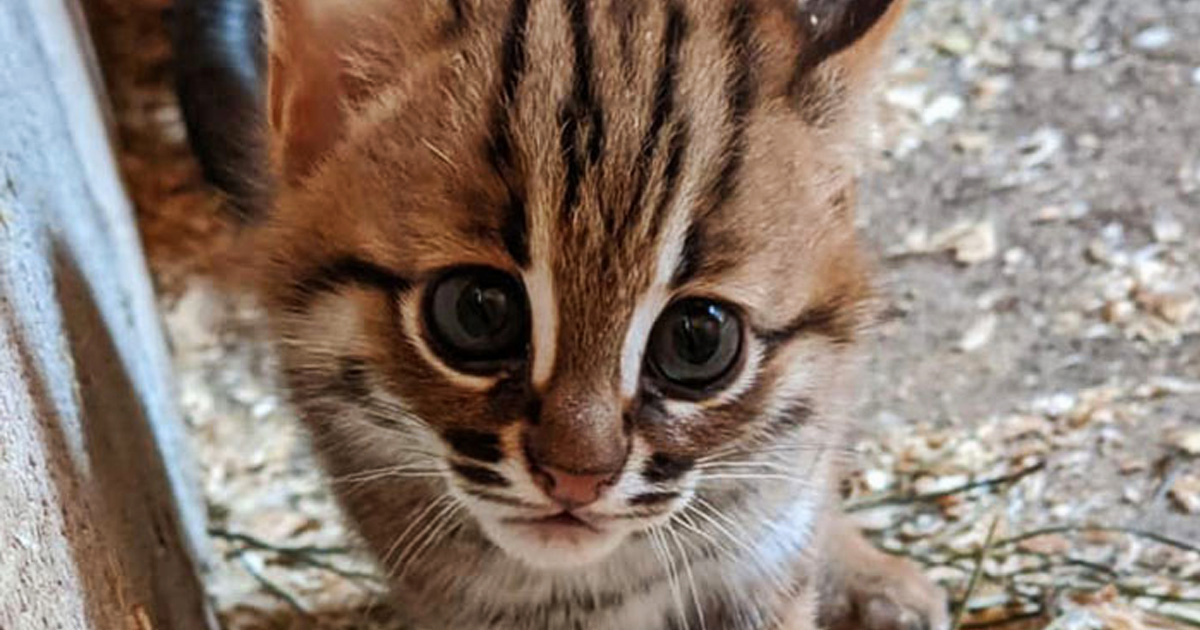 Un Sanctuaire Pour Animaux Non Desires A Accueilli Deux Rares Chats Leopards De L Inde Avec Leurs Deux Chatons Adorables Ipnoze Un Sanctuaire Pour Animaux Non Desires A Accueilli Deux Rares Chats Leopards De L Inde Avec Leurs Deux Chatons Adorables Ipnoze