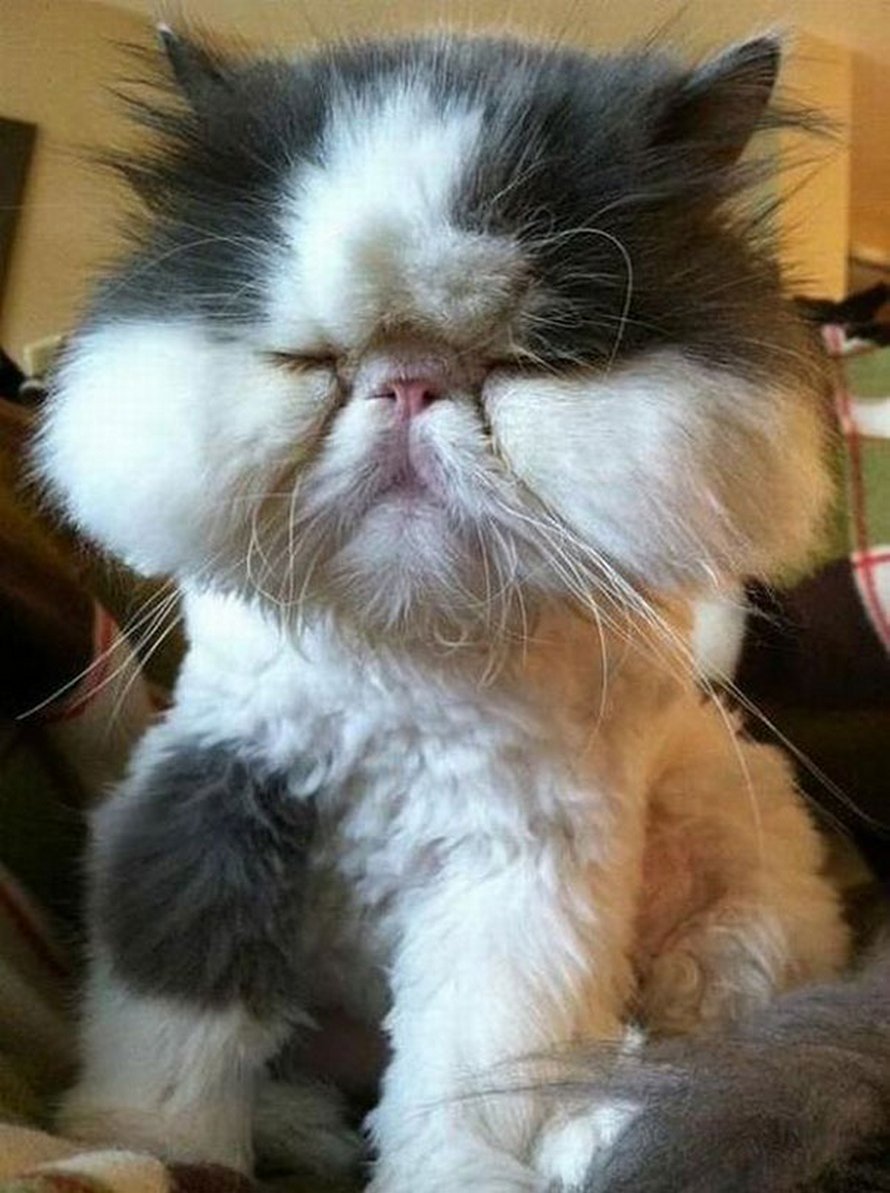 Ces chats se sont fait piquer par des abeilles et des guêpes et ces 22 photos montrent à quoi