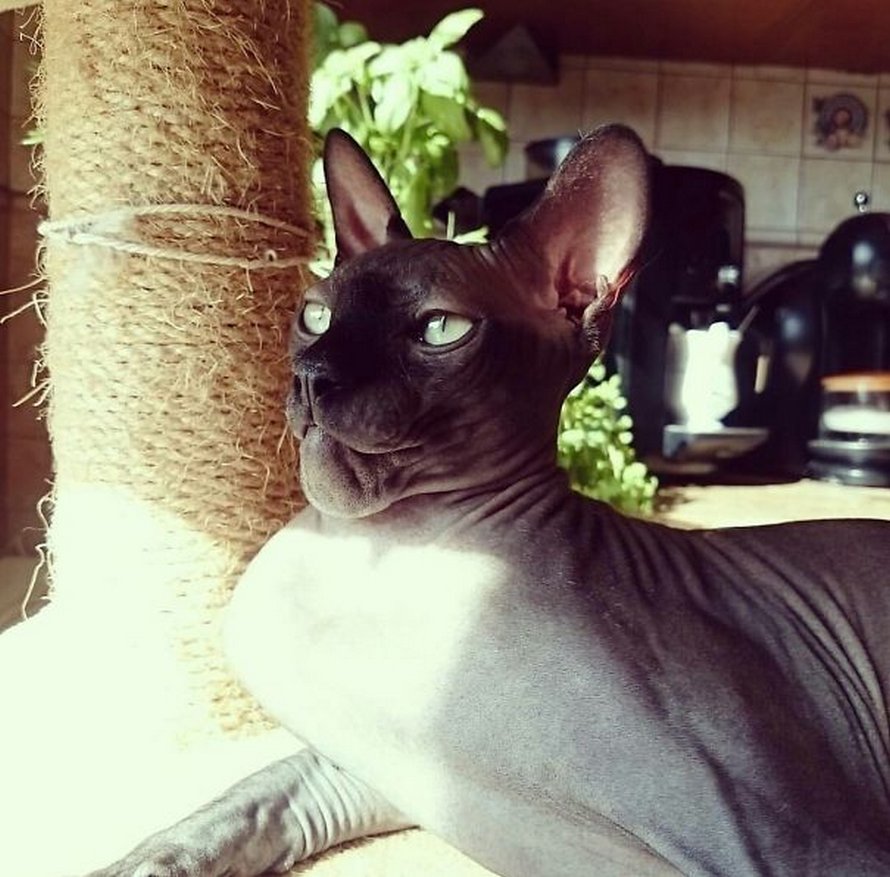 Ces Chats Se Sont Fait Piquer Par Des Abeilles Et Des Guepes Et Ces 22 Photos Montrent De Quoi Ils Avaient L Air Apres La Piqure Ipnoze Ces Chats Se Sont Fait Piquer Par Des Abeilles Et Des Guepes Et Ces 22 Photos Montrent De Quoi Ils Avaient L Air Apres La Piqure Ipnoze
