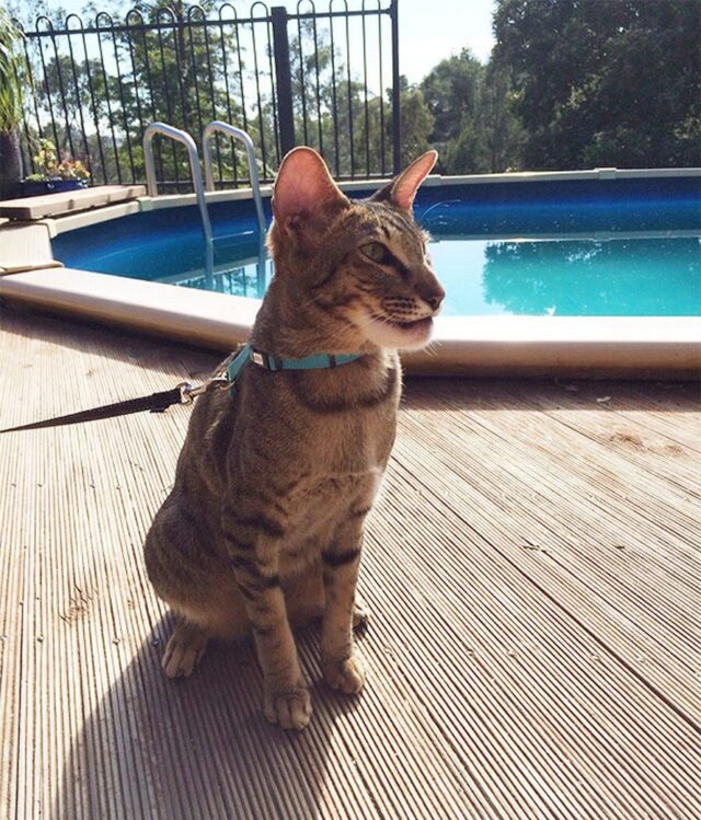 Ces chats se sont fait piquer par des abeilles et des guêpes et ces 22 photos montrent à quoi