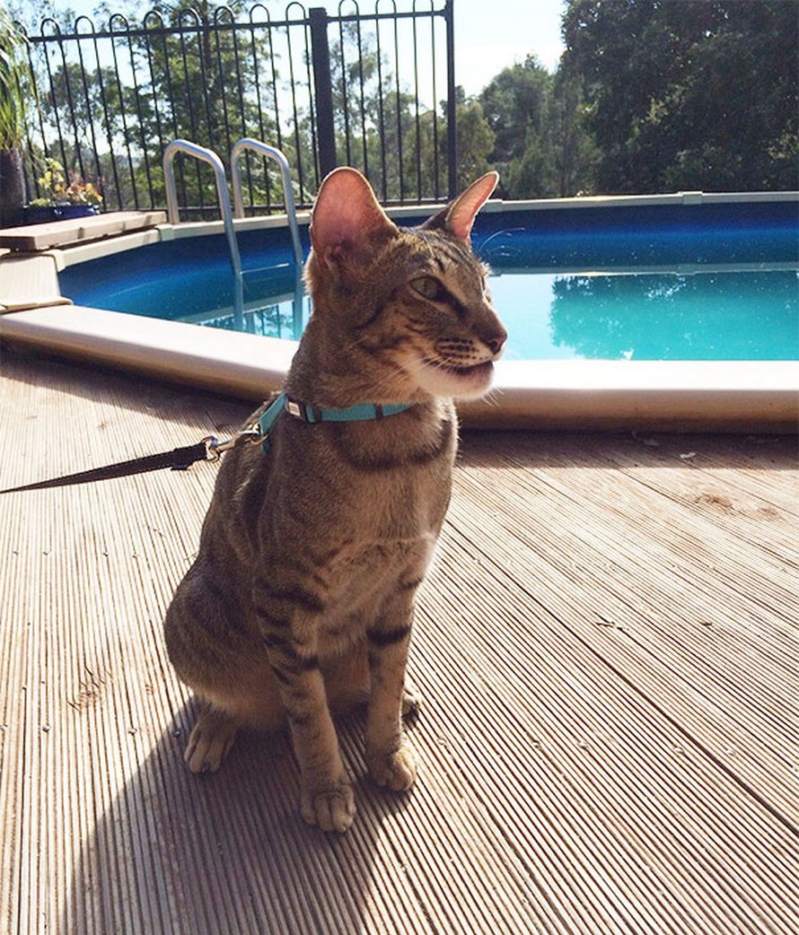 Ces chats se sont fait piquer par des abeilles et des guêpes et ces 22 photos montrent à quoi