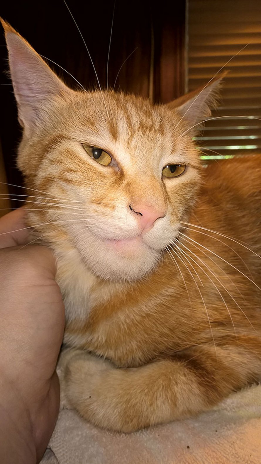 Ces chats se sont fait piquer par des abeilles et des guêpes et ces 22 photos montrent à quoi