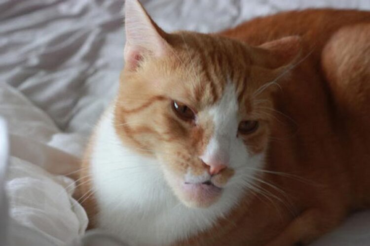 Ces chats se sont fait piquer par des abeilles et des guêpes et ces 22 photos montrent de quoi