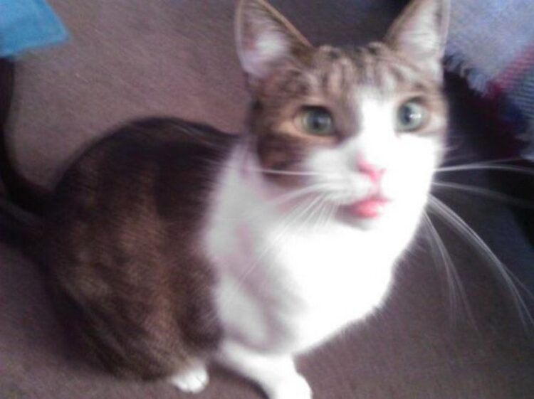 Ces chats se sont fait piquer par des abeilles et des guêpes et ces 22 photos montrent à quoi