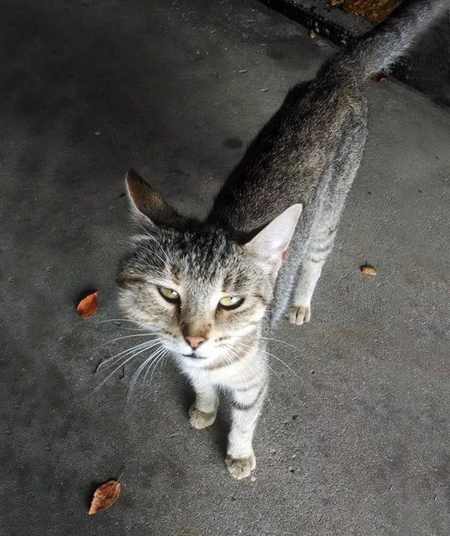 Ces Chats Se Sont Fait Piquer Par Des Abeilles Et Des Guepes Et Ces 22 Photos Montrent De Quoi Ils Avaient L Air Apres La Piqure Ipnoze