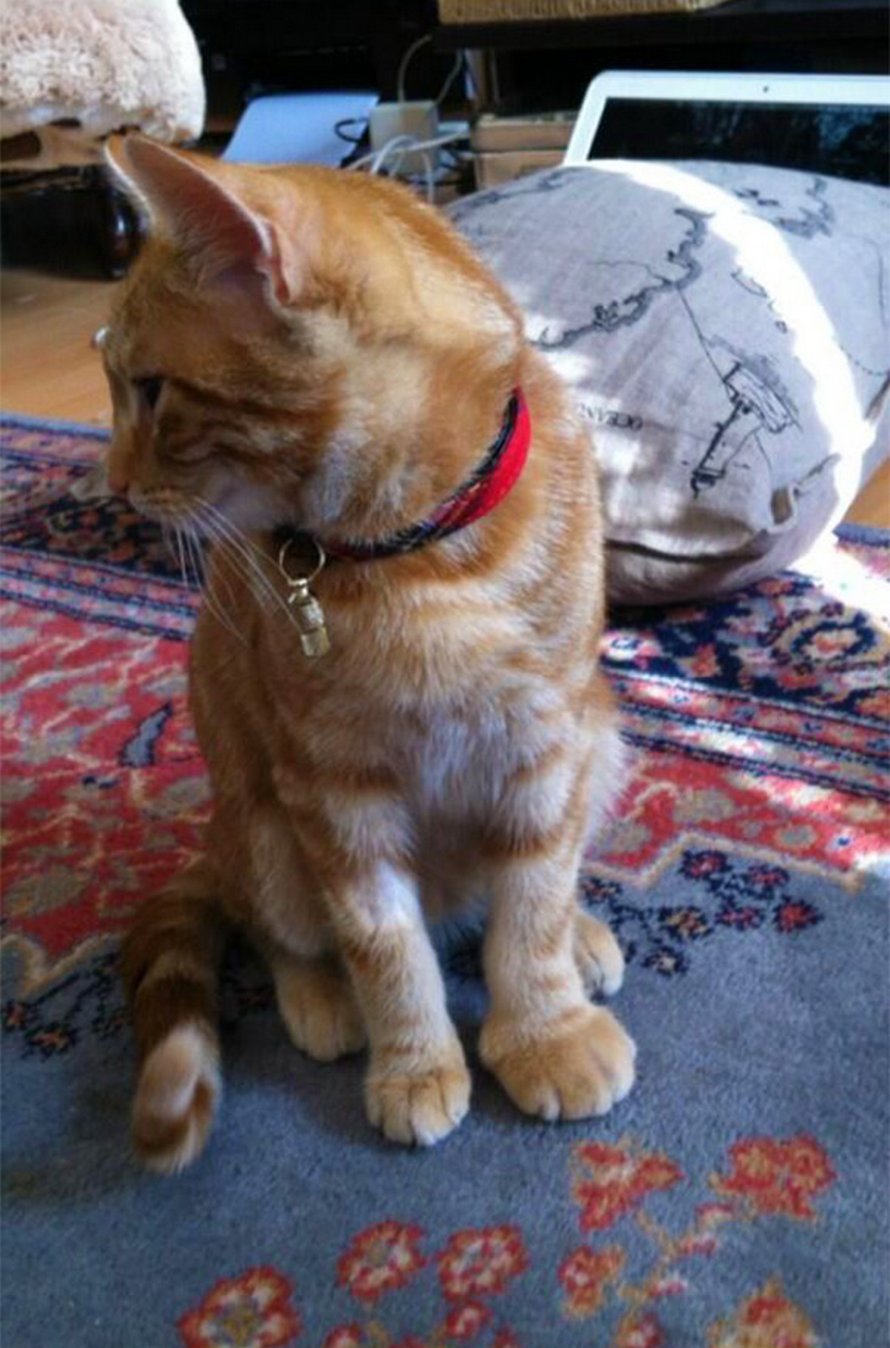 Ces Chats Se Sont Fait Piquer Par Des Abeilles Et Des Guepes Et Ces 22 Photos Montrent De Quoi Ils Avaient L Air Apres La Piqure Ipnoze Ces Chats Se Sont Fait Piquer Par Des Abeilles Et Des Guepes Et Ces 22 Photos Montrent De Quoi Ils Avaient L Air Apres La Piqure Ipnoze