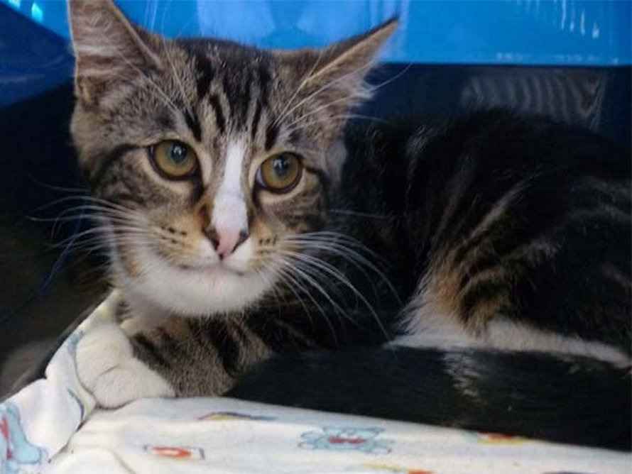 Ces Chats Se Sont Fait Piquer Par Des Abeilles Et Des Guepes Et Ces 22 Photos Montrent De Quoi Ils Avaient L Air Apres La Piqure Ipnoze Ces Chats Se Sont Fait Piquer Par Des Abeilles Et Des Guepes Et Ces 22 Photos Montrent De Quoi Ils Avaient L Air Apres La Piqure Ipnoze