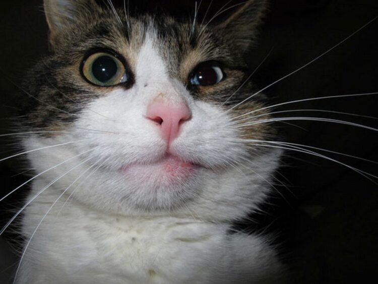 Ces chats se sont fait piquer par des abeilles et des guêpes et ces 22 photos montrent à quoi