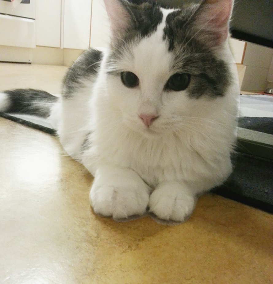Ces Chats Se Sont Fait Piquer Par Des Abeilles Et Des Guepes Et Ces 22 Photos Montrent De Quoi Ils Avaient L Air Apres La Piqure Ipnoze Ces Chats Se Sont Fait Piquer Par Des Abeilles Et Des Guepes Et Ces 22 Photos Montrent De Quoi Ils Avaient L Air Apres La Piqure Ipnoze
