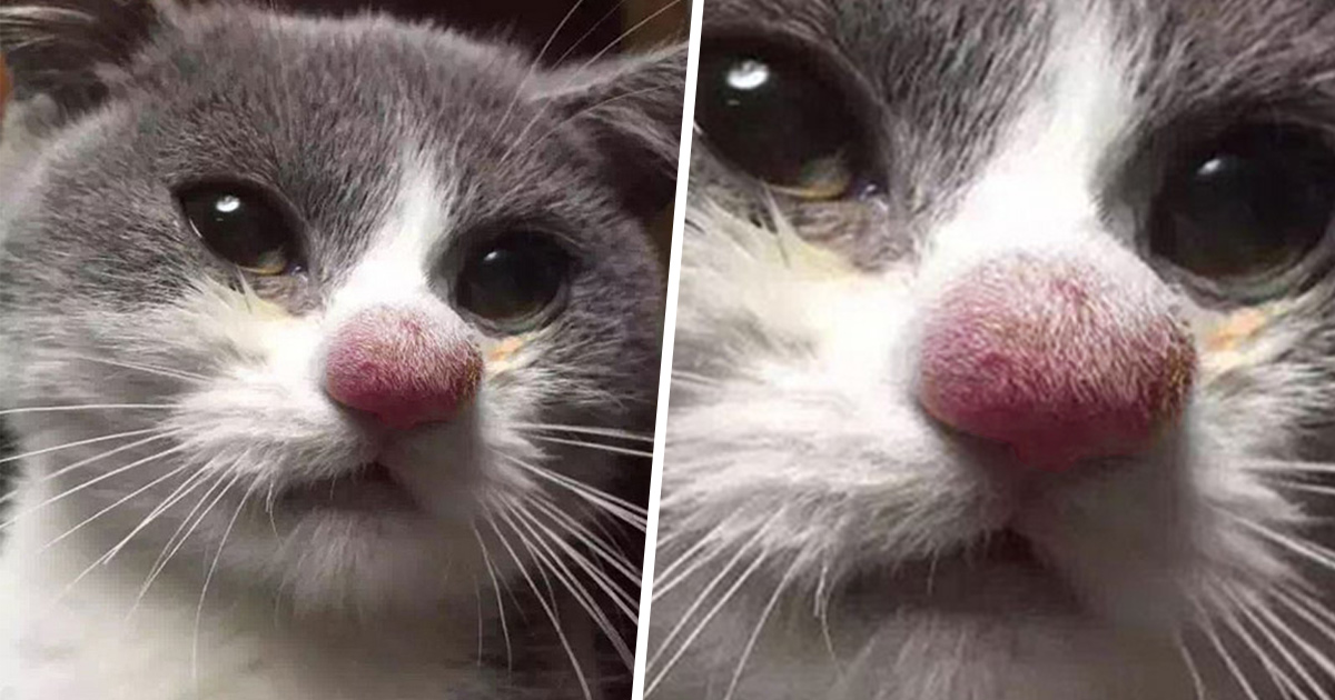 Ces chats se sont fait piquer par des abeilles et des guêpes et ces 22 photos montrent à quoi ils ressemblaient après la piqure