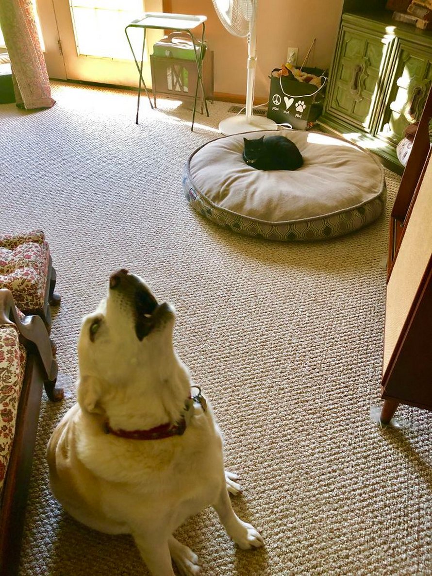 Ces chats malins ont volé les lits des chiens et voici les 22