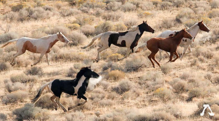 Ce Cheval Sauvage Avec Un Cheval Sur Son Pelage A Les Marques Les Plus Inhabituelles Ipnoze Ce Cheval Sauvage Avec Un Cheval Sur Son Pelage A Les Marques Les Plus Inhabituelles Ipnoze