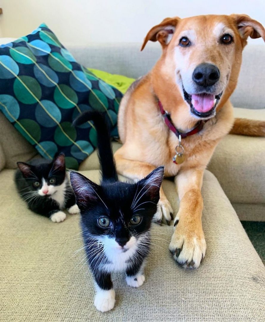 Ce chien prend soin de tous les chatons secourus dans ce