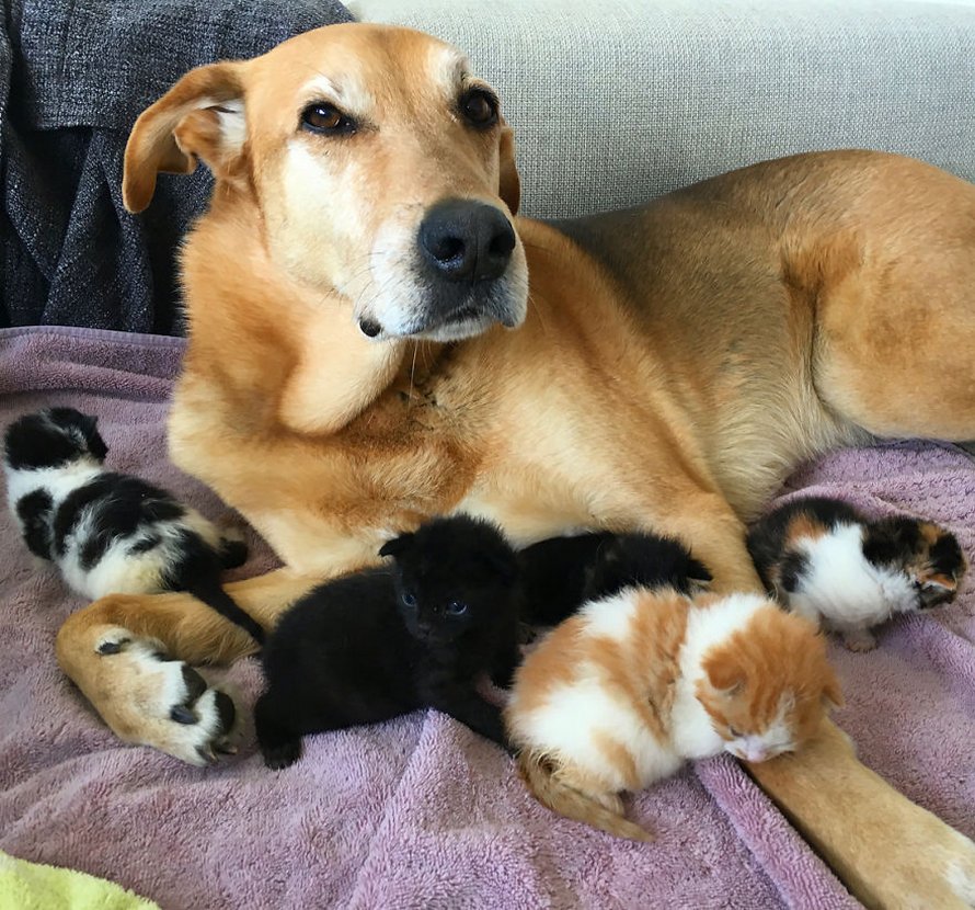 Ce chien prend soin de tous les chatons secourus dans ce