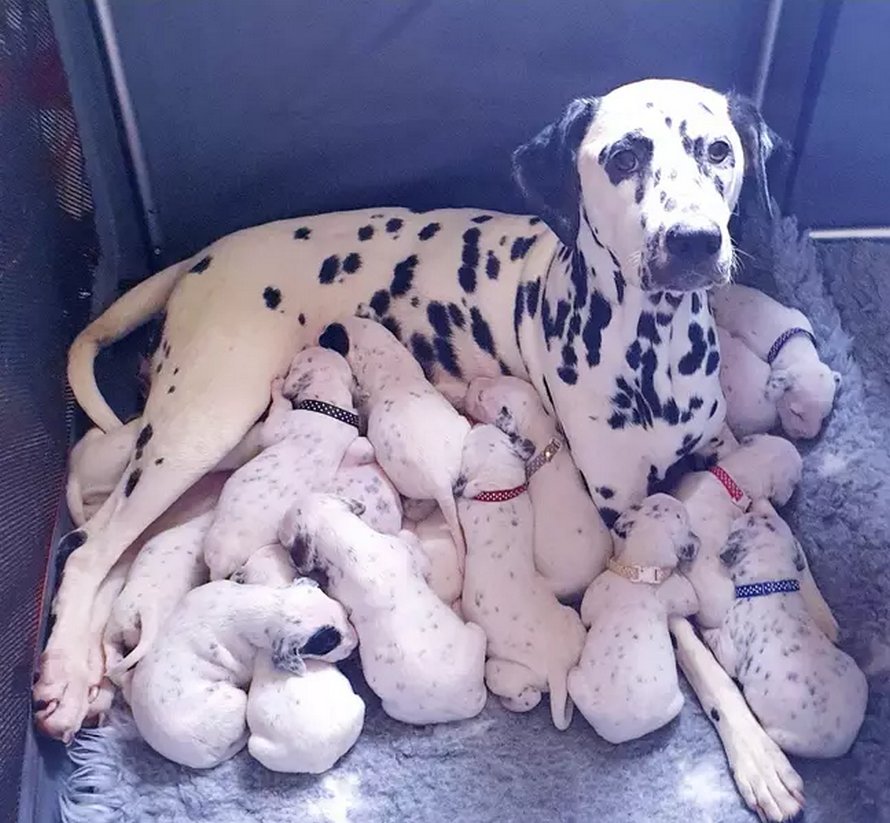 Une chienne donne naissance à 18 chiots dalmatiens après 14 heures de travail