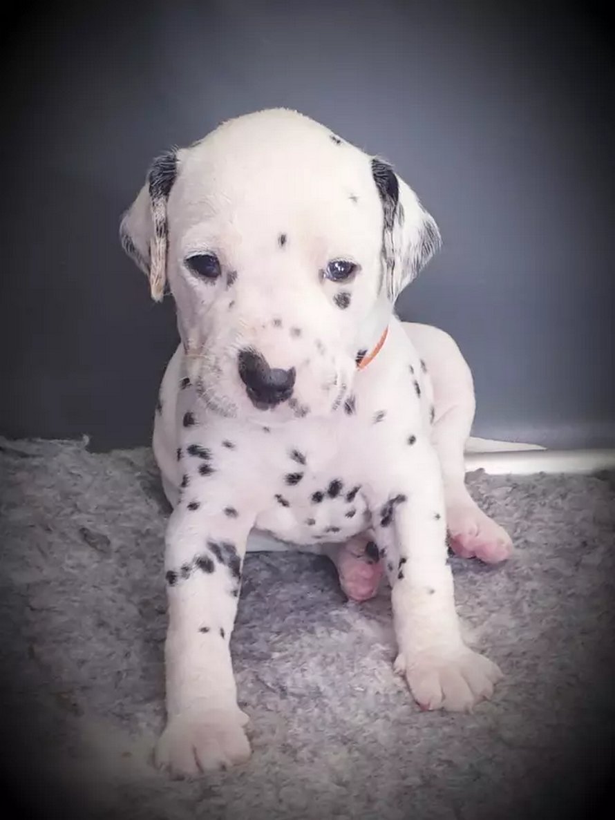 Une chienne donne naissance à 18 chiots dalmatiens après 14 heures de travail
