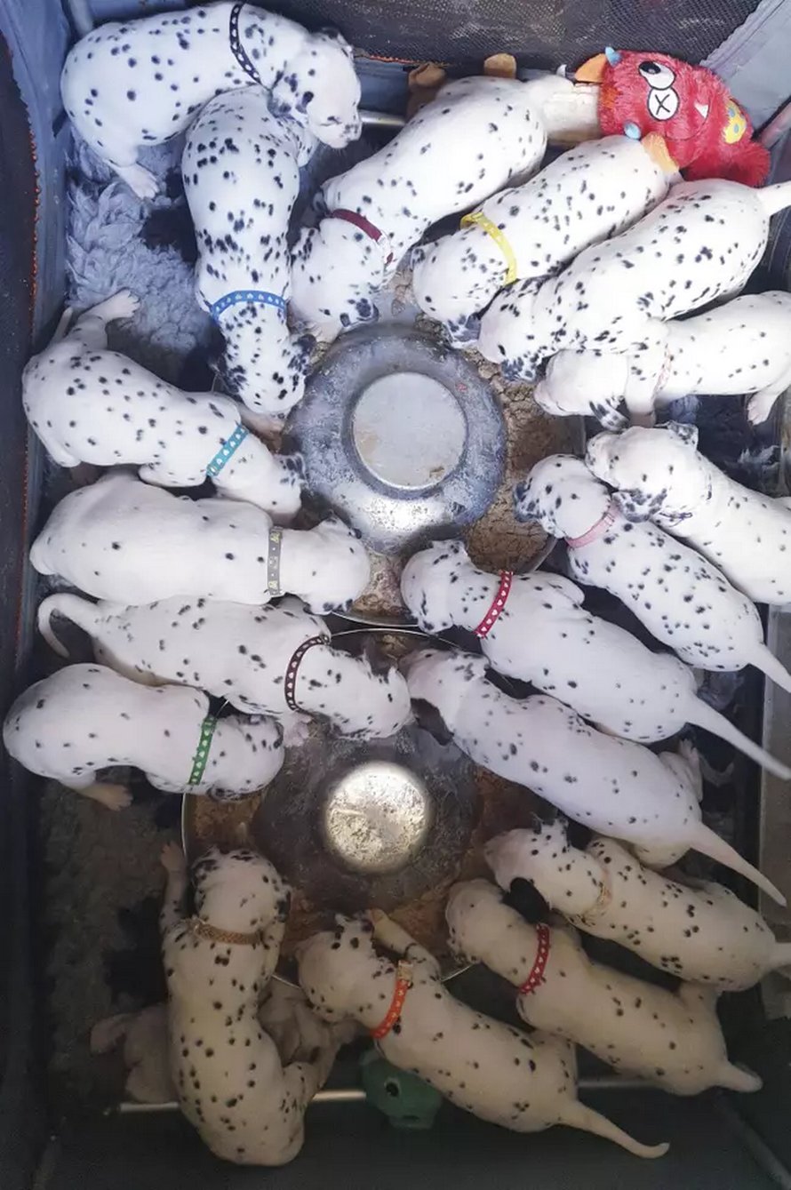 Une chienne donne naissance à 18 chiots dalmatiens après 14 heures de travail