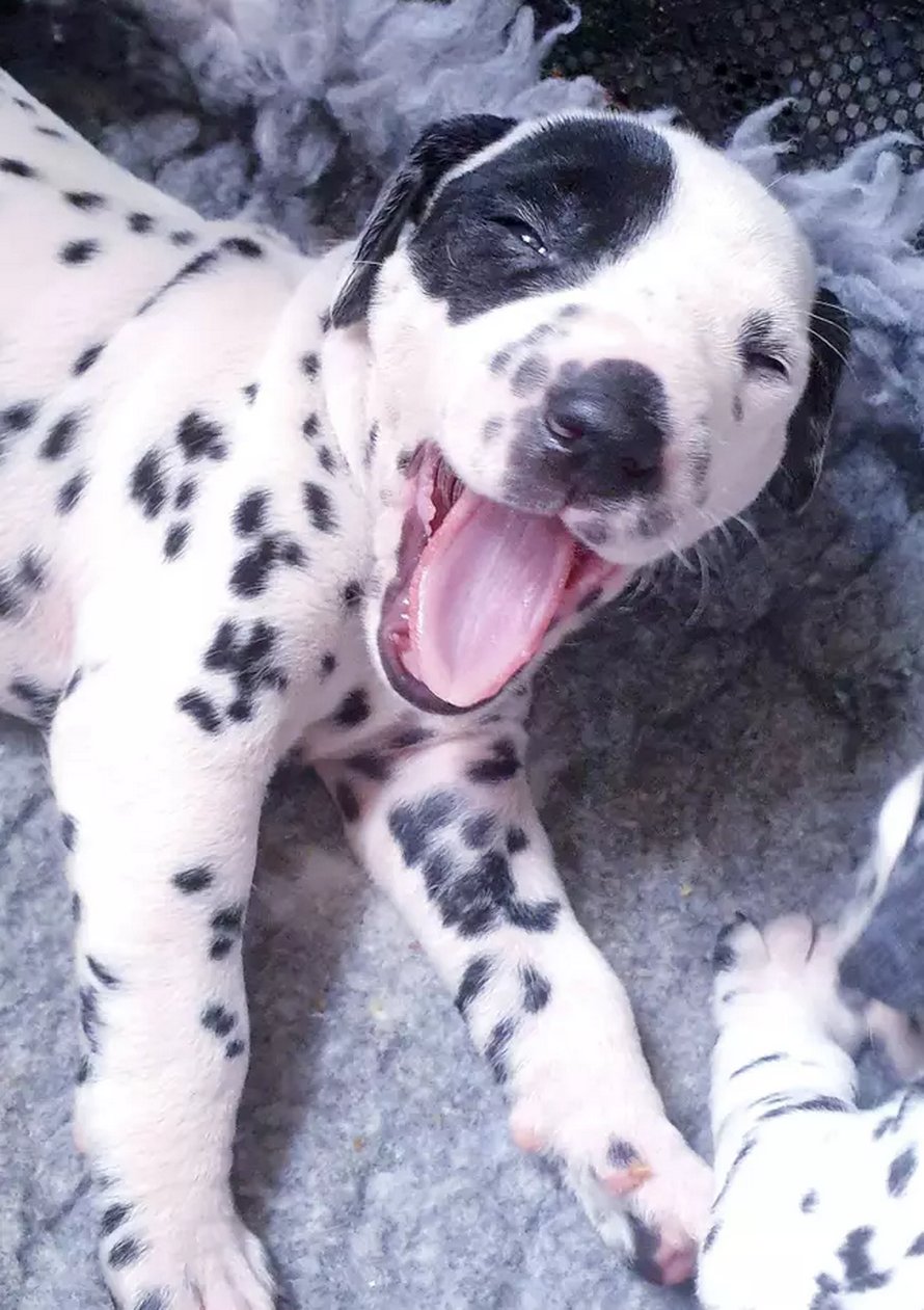 Une chienne donne naissance à 18 chiots dalmatiens après 14 heures de travail