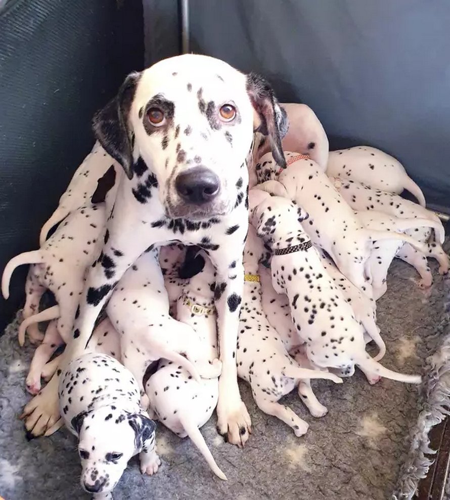 Une chienne donne naissance à 18 chiots dalmatiens après 14 heures de travail