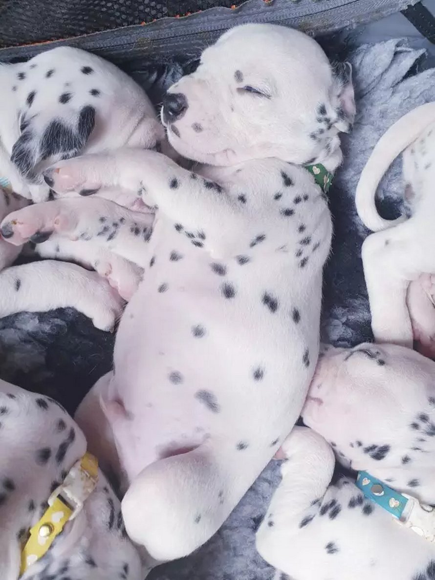 Une chienne donne naissance à 18 chiots dalmatiens après 14 heures de travail