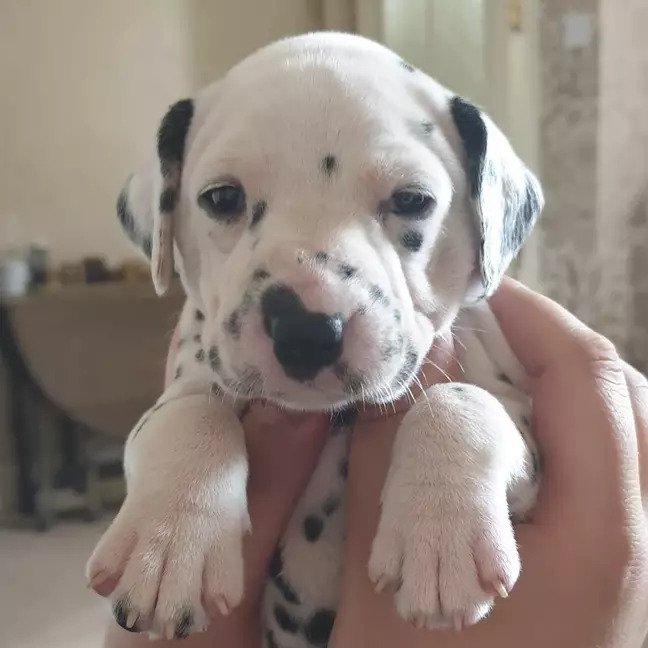 Une chienne donne naissance à 18 chiots dalmatiens après 14 heures de travail