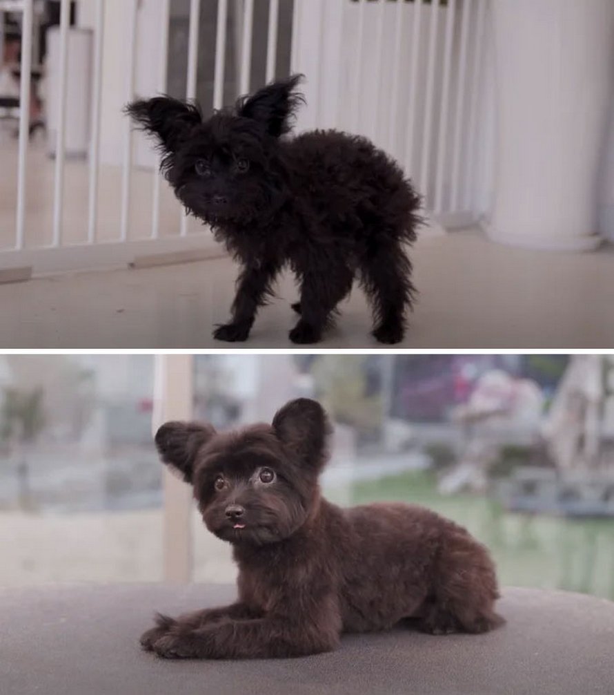 Ces chiens sont presque méconnaissables après avoir vu ces toiletteurs et voici les 22 plus belles coupes