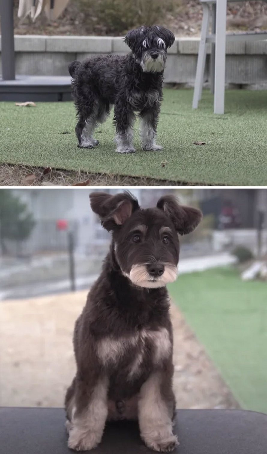 Ces chiens sont presque méconnaissables après avoir vu ces toiletteurs et voici les 22 plus belles coupes
